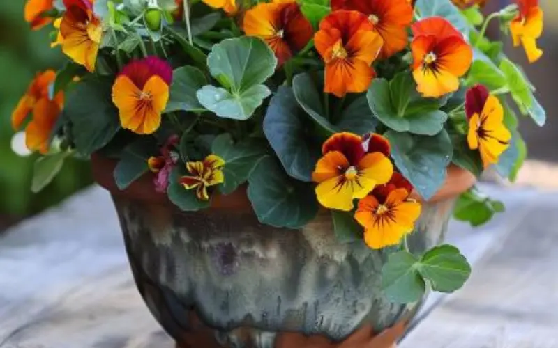 Edible Flower Containers