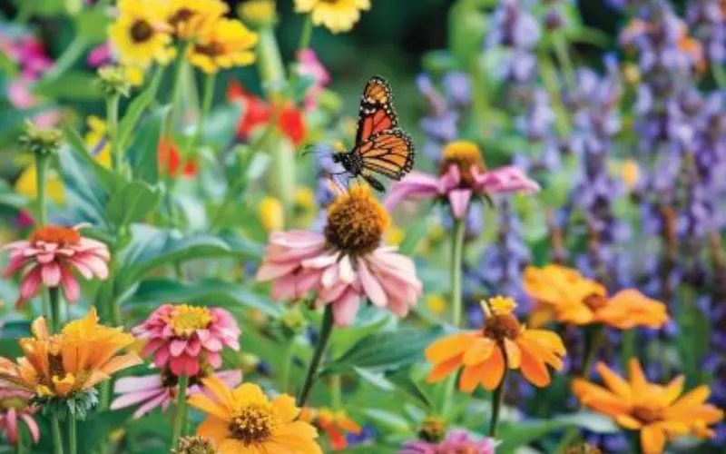 Pollinator-Friendly Plants