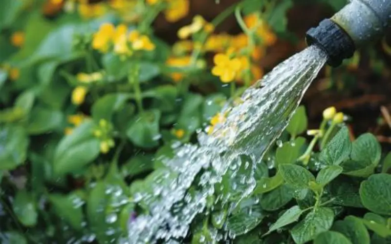 Watering Techniques