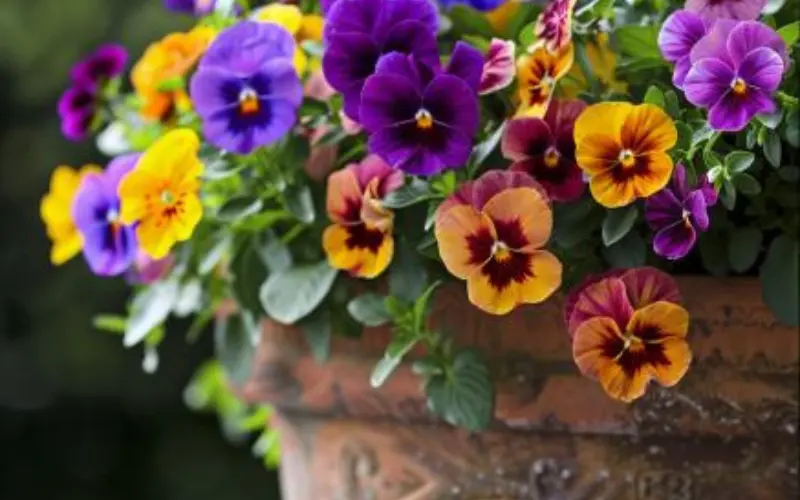 Why Flowers Thrive in Containers (How to Design a Container Garden for Your Flowers)