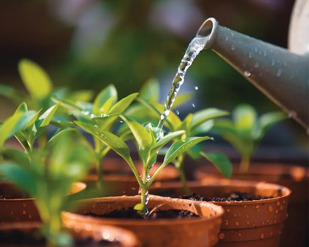 Planting and Caring for Your Container Garden: Watering Wisely: The Thirsty Plant's Best Friend.