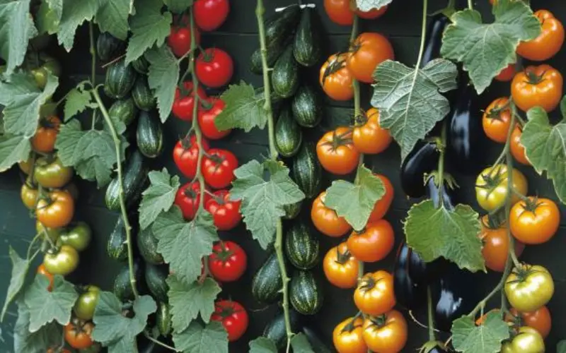 Space-Saving Varieties: Compact Crops