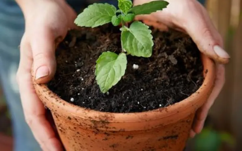 Potting Mix: The Goldilocks Zone for Roots