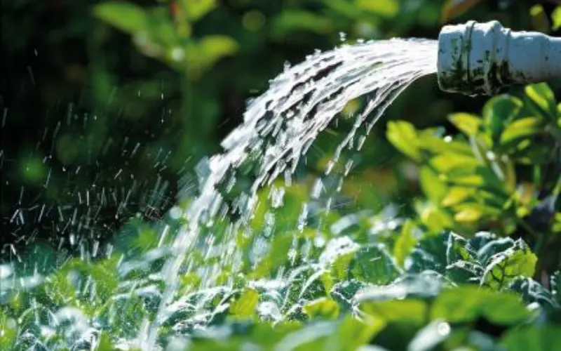 Efficient Watering: Every Drop Counts