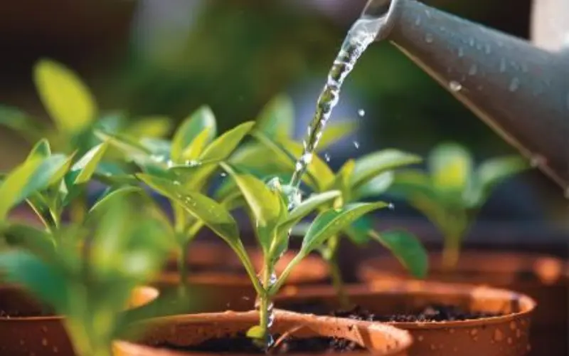 Watering Wisely: The Thirsty Plant's Best Friend