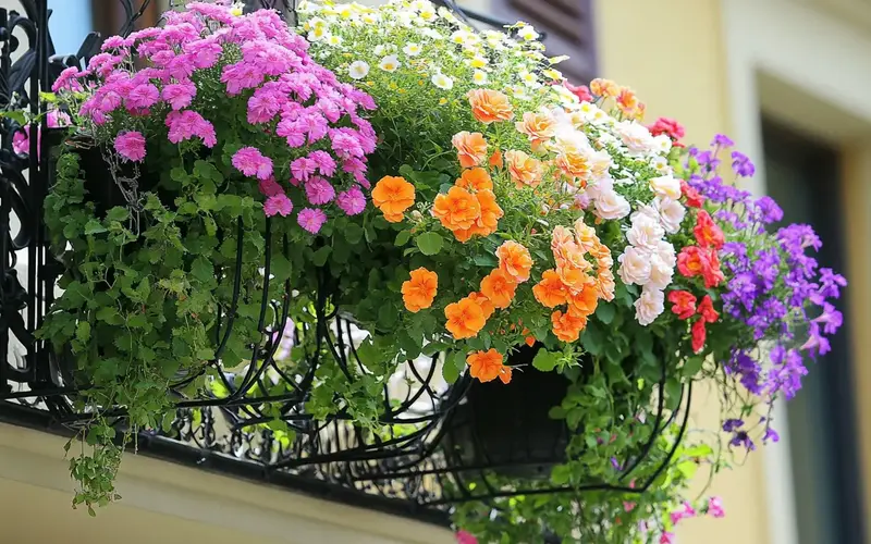 Hanging Flower Baskets (British-Inspired Balcony): 