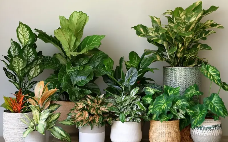 Indoor Plants: