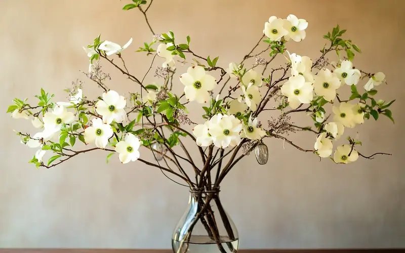 Dogwood Dream: