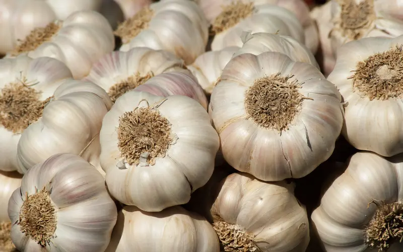 Garlic: 