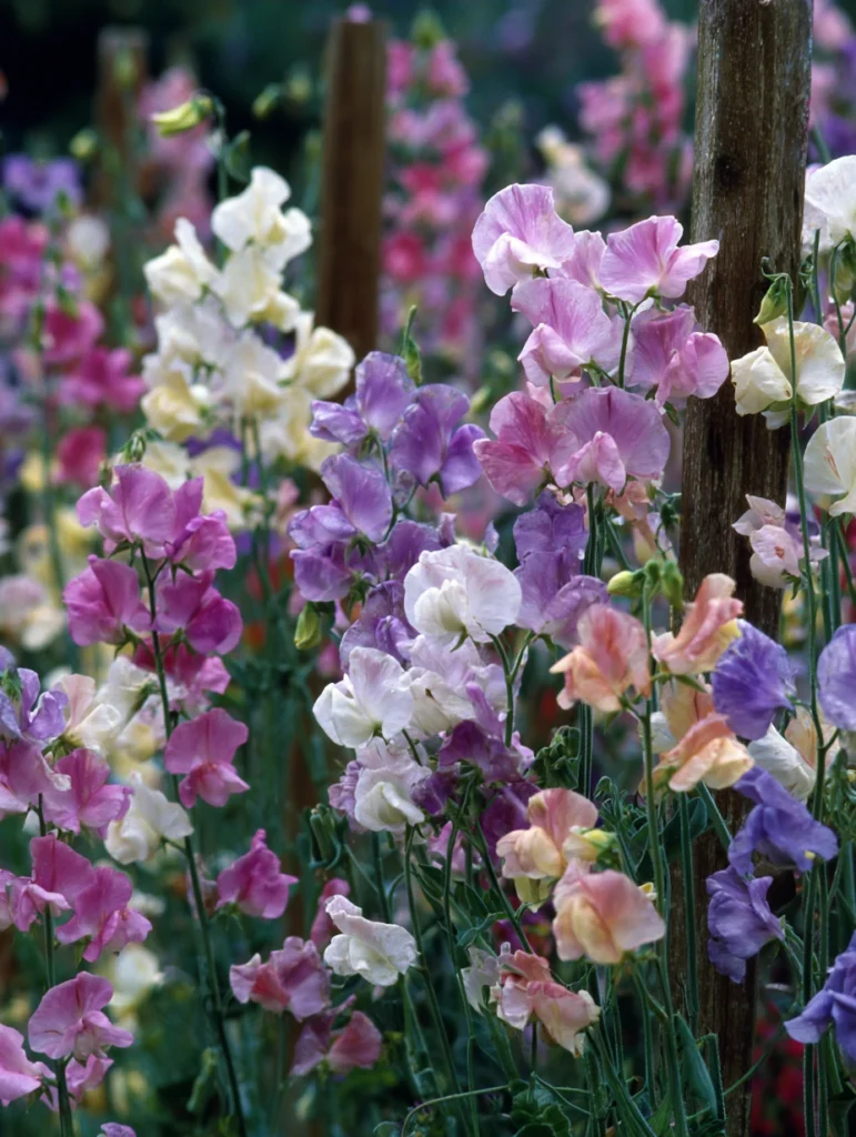 How To Create an English Cottage Garden for Your Flowers: Add Sweet Peas for Scent and Color