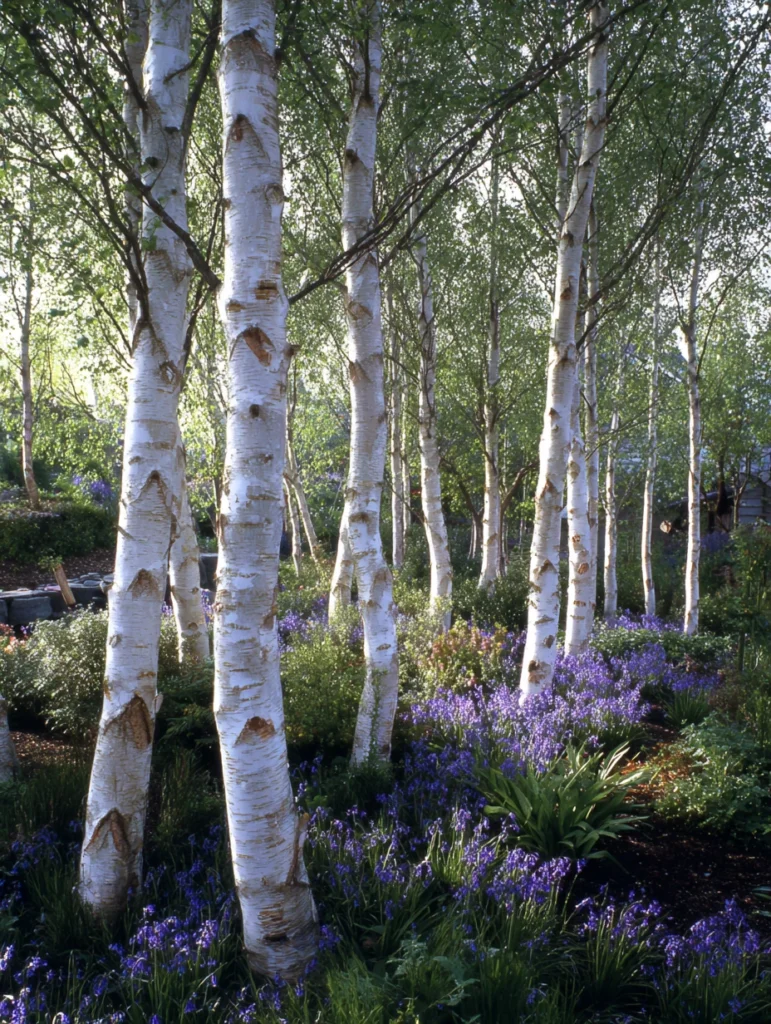 Scottish Garden Ideas: Plant a Birch Grove
